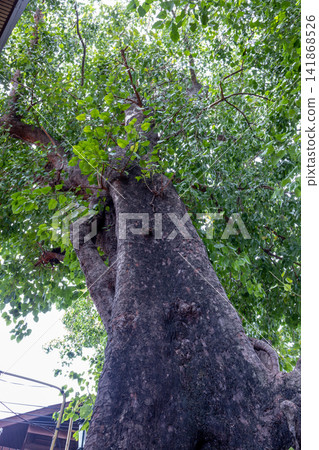 An aerial shot of a large Bodhi tree An aerial shot of a large Bodhi tree 141868526
