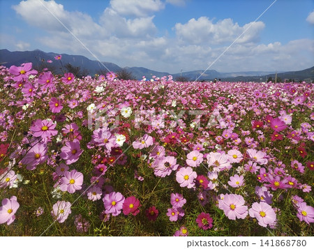 秋日晴空下,波斯菊盛開,遠處是阿蘇山。 秋日晴空下,波斯菊盛開,遠處是阿蘇山。 141868780