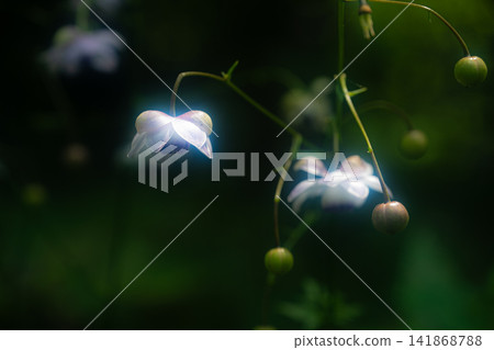 Forest fairy shrimp Forest fairy shrimp 141868788