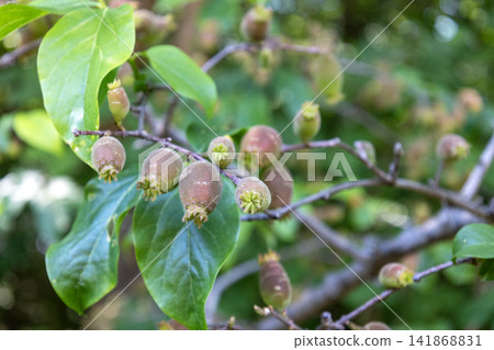 蠟梅(Chimonanthus praecox)果實 蠟梅(Chimonanthus praecox)果實 141868831