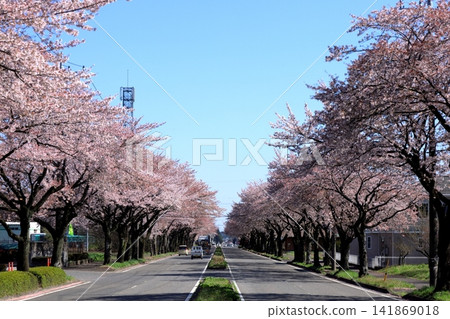 Row of cherry blossom trees in Nozaki Second Industrial Park / Otawara City, Tochigi Prefecture Row of cherry blossom trees in Nozaki Second Industrial Park / Otawara City, Tochigi Prefecture 141869018