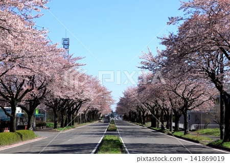 Row of cherry blossom trees in Nozaki Second Industrial Park / Otawara City, Tochigi Prefecture Row of cherry blossom trees in Nozaki Second Industrial Park / Otawara City, Tochigi Prefecture 141869019