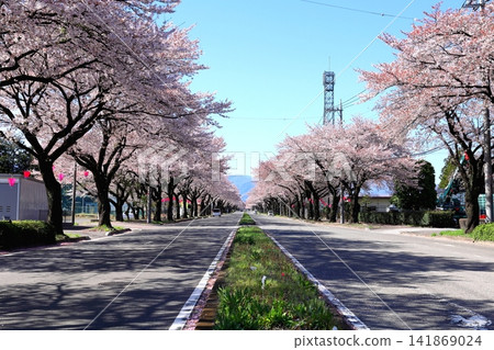 賞櫻地點:栃木縣大田原市野崎第二工業區的櫻花樹排。 賞櫻地點:栃木縣大田原市野崎第二工業區的櫻花樹排。 141869024