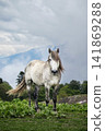 White horse gazing at the camera on a lush green meadow with mountains White horse gazing at the camera on a lush green meadow with mountains 141869288