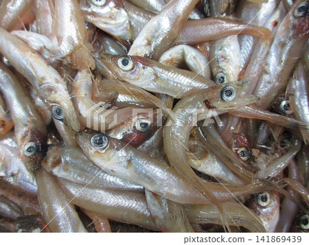 Pollock larvae Pollock larvae 141869439