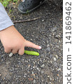 Caterpillar and a child's hand 141869462