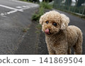 玩具貴賓犬散步 141869504