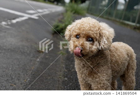 玩具貴賓犬散步 玩具貴賓犬散步 141869504