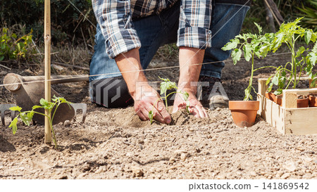 Planting tomato seedlings in the ground by hand. Agriculture. Planting tomato seedlings in the ground by hand. Agriculture. 141869542
