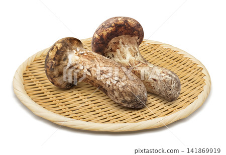白色背景上的松茸寫實插圖 白色背景上的松茸寫實插圖 141869919