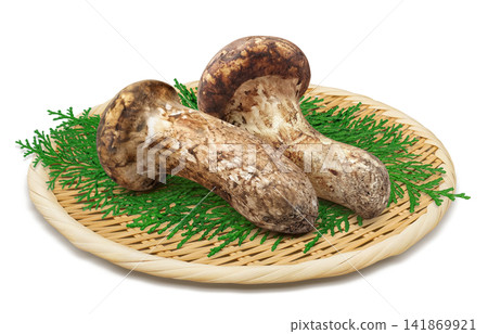 白色背景上的松茸寫實插圖 141869921