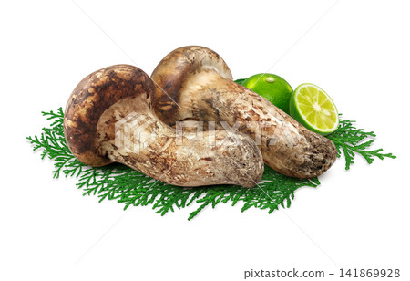 白色背景上的松茸寫實插圖 141869928