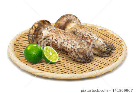 松茸的寫實插圖 141869967