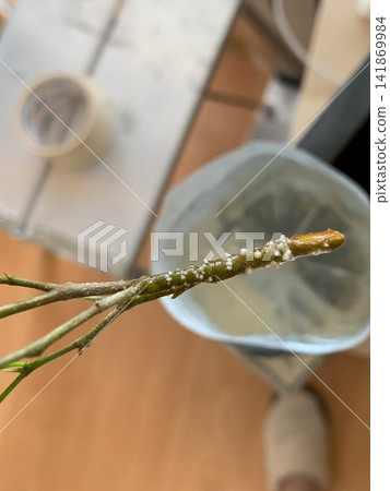 A small branch covered in white mold or fungus placed inside a plastic bucket in a household interior 141869984