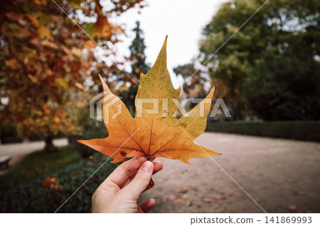 Hand holding a large orange maple leaf in an autumn park, with a softly blurred path, trees and hedges in the background, capturing the warm colors and seasonal atmosphere of fall in natural daylight. Hand holding a large orange maple leaf in an autumn park, with a softly blurred path, trees and hedges in the background, capturing the warm colors and seasonal atmosphere of fall in natural daylight. 141869993