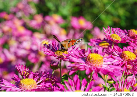 Peacock butterfly resting on pink singe chrysanthemum or daisy mom flowers in sunny autumn garden Peacock butterfly resting on pink singe chrysanthemum or daisy mom flowers in sunny autumn garden 141870068