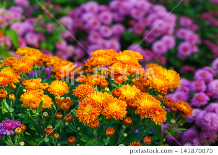 Bright orange pompon chrysanthemum flowers blooming in garden, autumn background, decorative plant 141870070