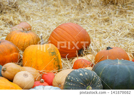 Autumn orange pumpkins on hay bales at seasonal autumn harvest festival. Colorful squash and gourds Autumn orange pumpkins on hay bales at seasonal autumn harvest festival. Colorful squash and gourds 141870082