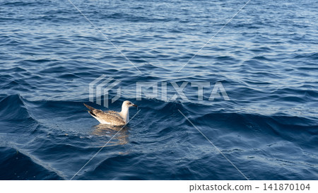 sea gulls flying over the sea sea gulls flying over the sea 141870104