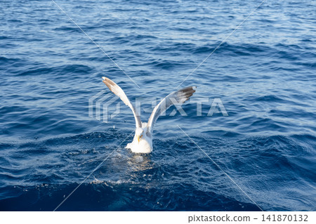 sea gulls flying over the sea sea gulls flying over the sea 141870132
