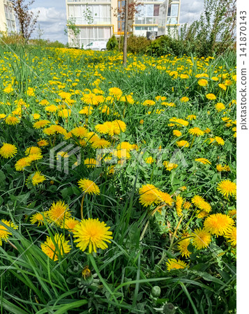 Yellow dandelions bloom across a vast green field in a park under a bright blue cloudy sky Yellow dandelions bloom across a vast green field in a park under a bright blue cloudy sky 141870143