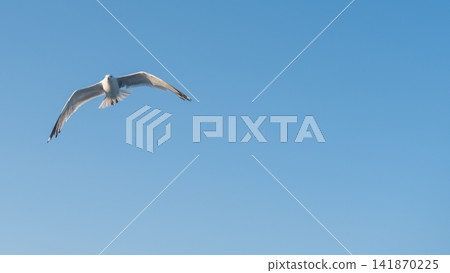 sea gulls flying over the sea sea gulls flying over the sea 141870225