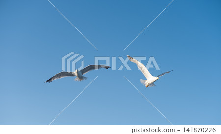 sea gulls flying over the sea 141870226