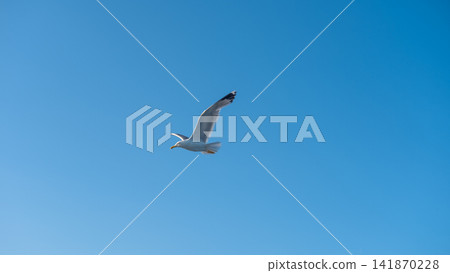 sea gulls flying over the sea 141870228