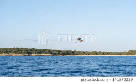 sea gulls flying over the sea 141870229