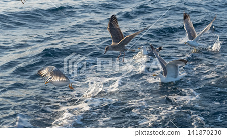sea gulls flying over the sea 141870230