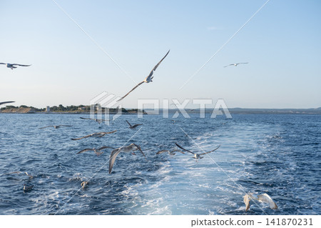 sea gulls flying over the sea sea gulls flying over the sea 141870231