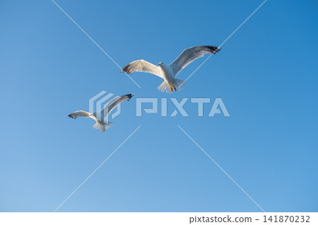 sea gulls flying over the sea sea gulls flying over the sea 141870232