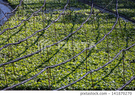 Green leaves spread across the wasabi fields of Daio Wasabi Farm, where shade nets have been stretched over them. Green leaves spread across the wasabi fields of Daio Wasabi Farm, where shade nets have been stretched over them. 141870270