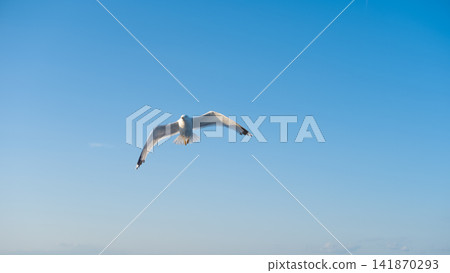 sea gulls flying over the sea sea gulls flying over the sea 141870293