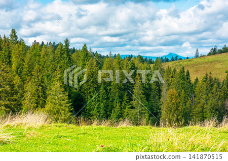 nature scenery with coniferous forest in mountain. carpathian landscape with spruce woodland on the hill. ukraine nature background in early autumn nature scenery with coniferous forest in mountain. carpathian landscape with spruce woodland on the hill. ukraine nature background in early autumn 141870515