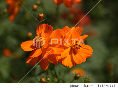 Beautiful floral background with orange cosmos flower. Orange daisy on a green background closeup. Greeting card. Beautiful floral background with orange cosmos flower. Orange daisy on a green background closeup. Greeting card. 141870551