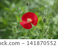 Beautiful floral background with red poppy flower. A blooming poppy on green grass background. Greeting card. 141870552