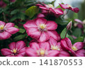 Close up of a blooming clematis flower in a garden. Clematis ville de lyon with vibrant purple petals on a green background. 141870553