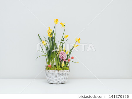 Beautiful flowers in a basket on white background. Floral composition of spring yellow daffodils in a white basket. Beautiful flowers in a basket on white background. Floral composition of spring yellow daffodils in a white basket. 141870556