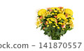Flower composition. Beautiful yellow flowers isolated on white background. Mothers Day, Womens Day concept. Banner. Space for text. 141870557