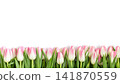 Flower border with pink tulips isolated on white background. Flower arrangement in a row. Beautiful floral composition. Copy space, top view, flat lay. 141870559
