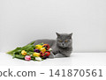 British cat with colorful tulips on a white table. Cute grey cat with flowers on white background. 141870561