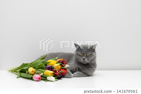 British cat with colorful tulips on a white table. Cute grey cat with flowers on white background. British cat with colorful tulips on a white table. Cute grey cat with flowers on white background. 141870561