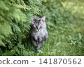 Beautiful surprised grey cat in nature. Devon Rex cat walking on green grass. 141870562