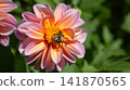 Bumblebee on a pink dahlia flower closeup. Beautiful summer natural background. Banner. 141870565