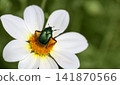 Green rose chafer or Cetonia aurata is ready to fly close up. Funny beetle with raised leg on a white dahlia. Beautiful background with a flying emerald beetle. Macro, copy space. 141870566
