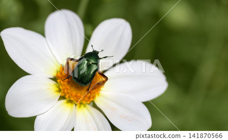 Green rose chafer or Cetonia aurata is ready to fly close up. Funny beetle with raised leg on a white dahlia. Beautiful background with a flying emerald beetle. Macro, copy space. Green rose chafer or Cetonia aurata is ready to fly close up. Funny beetle with raised leg on a white dahlia. Beautiful background with a flying emerald beetle. Macro, copy space. 141870566