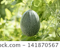 Green melon on green background. .Growing green melons in organic greenhouse. Organic gardening concept. 141870567