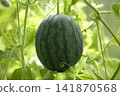 Young watermelon is ripening in a greenhouse. Watermelon hanging in a green vine closeup. Organic gardening concept. 141870568