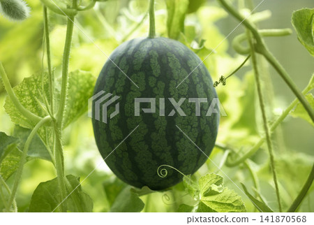 Young watermelon is ripening in a greenhouse. Watermelon hanging in a green vine closeup. Organic gardening concept. Young watermelon is ripening in a greenhouse. Watermelon hanging in a green vine closeup. Organic gardening concept. 141870568